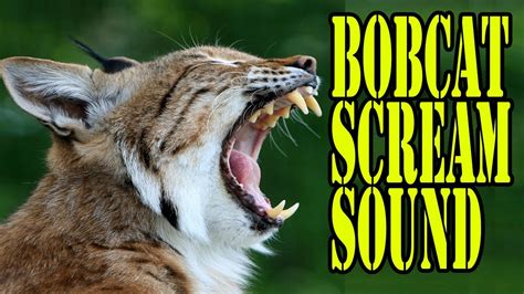 sounds of bobcat cry